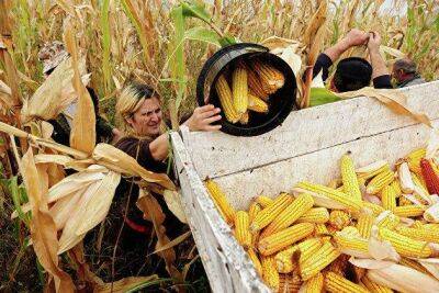 Reuters: цены на кукурузу и сою продолжают расти