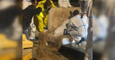 Во Франции умер арктический кит, которого спасатели достали из реки Сена (фото)
