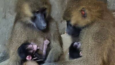 Видео: в зоопарке в Беэр-Шеве павианы-сфинксы из Франции родили трех детенышей