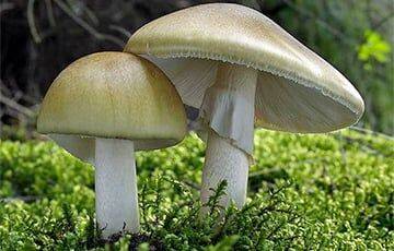 «Минск знаю хорошо, собирал грибы в парке на юго-западе»