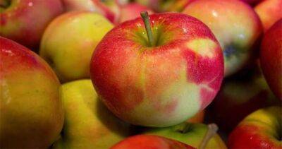 Рекордный урожай яблока в Узбекистане и Таджикистане под угрозой уничтожения из-за климатических изменений