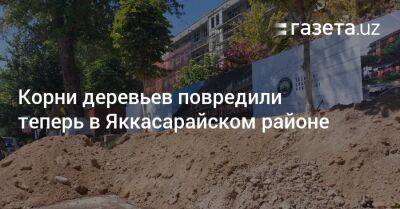 Корни деревьев повредили теперь в Яккасарайском районе