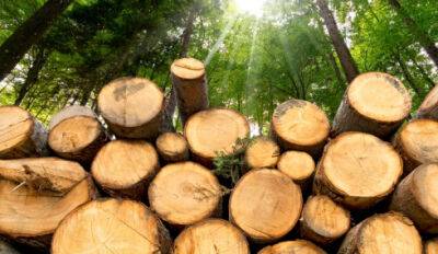 Український ринок деревини з ринку продавця трансформується на ринок покупця - голова Держлісагентства