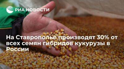 На Ставрополье производят 30% от всех семян гибридов кукурузы в России