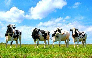 Руководители колхоза в Калинковичском районе похитили полтысячи коров