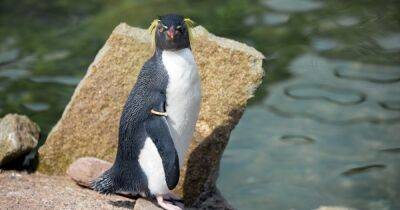 Лиса ворвалась в Эдинбургский зоопарк и убила старейшего пингвина в мире