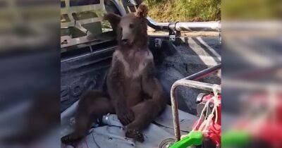 Наелся "бешеного" меда: в Турции лесник отвез пьяного медведя в ветлечебницу (видео)