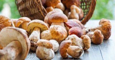 Почти каждый житель Латвии хотя бы раз в жизни собирал грибы