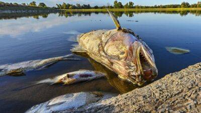 В Польше и Германии пытаются выяснить причину массовой гибели рыбы
