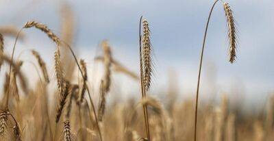 Белорусские аграрии намолотили 5 миллионов тонн зерна