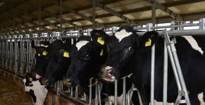 Штраф в Br9,6 тысяч выплатят работники хозяйства Слонимского района за сокрытие падежа скота