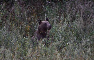 Заповедник в Тверской области приглашает гостей на ужин к медведю