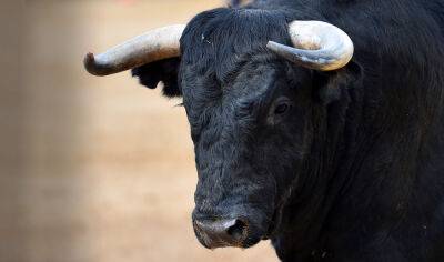 В Чехии бык убил работника фермы