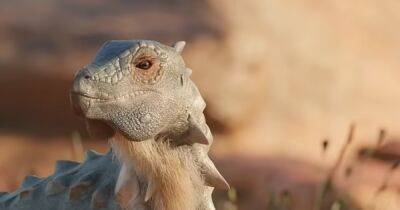 Ученые обнаружили новый вид динозавров: с шипами, клювом и размером с кошку (видео)