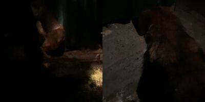 «Ребята всегда приезжают на помощь». Работники ГСЧС в Кировоградской области спасли собачку, застрявшую в подвале