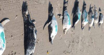 Опасное путешествие: 600 мертвых пингвинов вынесло на берег Бразилии после циклона (фото, видео)