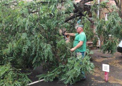 В Одессе из-за непогоды упало 8 деревьев | Новости Одессы