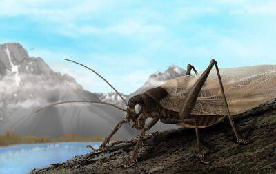 Ученые воссоздали звуки насекомого, которого не видели уже 150 лет - korrespondent - Украина - Индия - Аргентина