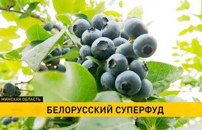 «Белорусский суперфуд»: выращиванием голубики уже занимаются сотни хозяйств и доходность этого бизнеса только растет