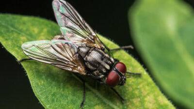 Полчища мух и комаров атаковали Нетанию, жители не могут выйти на балконы