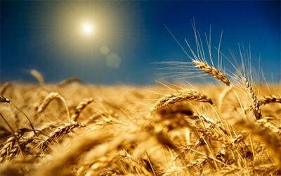 Ентоні Блінкен - США виділять $68 млн на закупівлю української пшениці для країн Африки - bin.ua - США - Украина - Україна - Росія - Туреччина