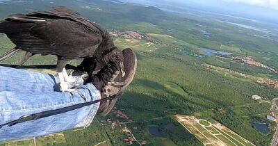 В Бразилии стервятник уцепился за парапланериста во время полета (видео)