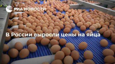 Росстат: в России с 9 по 15 августа яйца подорожали на 0,2 процента