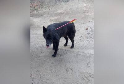 В Тверской области заметили собаку со стрелой в голове