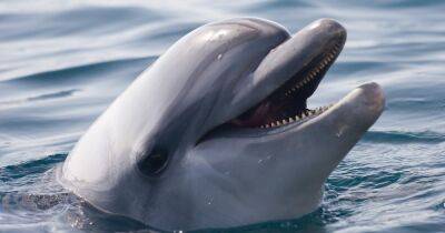 В Японии дельфин-задира терроризирует отдыхающих. Виноват сложный характер