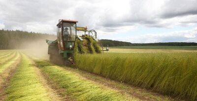 Аграрии Гродненщины рассчитывают увеличить объемы производства льна и улучшить качество льнотресты
