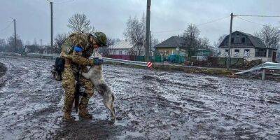 Самые мощные кадры. В Гааге откроется выставка фотографий животных на войне в Украине