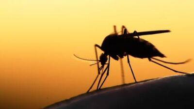 Чью кровь любят пить комары, объяснили в Израиле