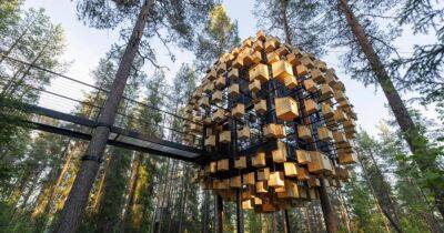 В Лапландии появился гостиничный номер на дереве, оборудованный 350 скворечниками (фото)