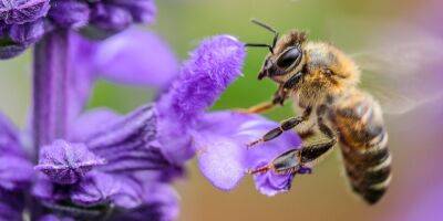 День пасечника. История праздника и интересные факты о пчелах и меде
