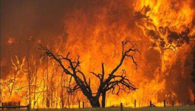 Алжир охопили лісові пожежі, десятки людей загинули