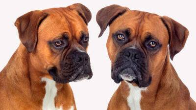Драма при выгуле собак в Рош ха-Аине: два пса породы боксер покусали прохожего