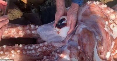 Ктулху из Скарборо. На берег выбросился кальмар с гигантским клювом и 30 сантиметровым глазом