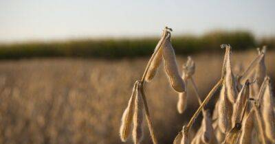 Ученые увеличили урожайность сои на 20%: пришлось исправить гены - focus.ua - Украина
