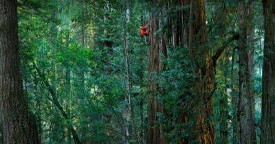 В Калифорнии закрыли доступ к самому высокому дереву в мире (видео)