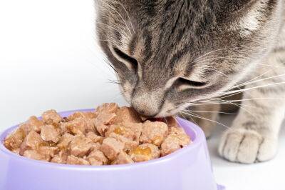 Индивидуальный предприниматель хотел реализовать просроченный корм для кошек