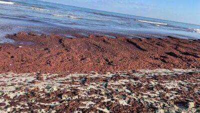 Пляжи у Хайфы заполонили коричневые водоросли: опасно ли это