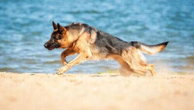 Пес напал на отдыхающего на пляже Пальмахим, его хозяин сбежал