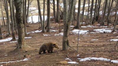 Серия убийств бурых медведей на севере Греции