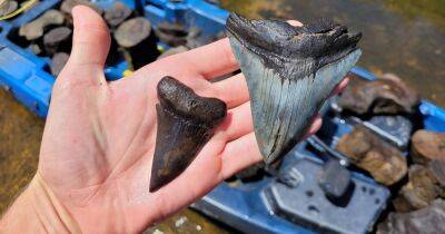 В США нашли гигантские зубы вымершей акулы (фото, видео)
