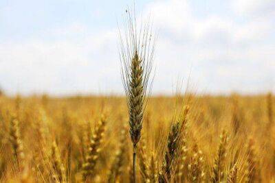 Котировки пшеницы в Чикаго восстанавливаются