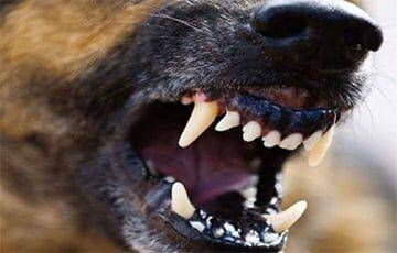 Стая собак или волков терроризирует деревни Лидского района - charter97.org - Белоруссия - район Лидский