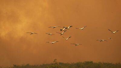 В Амазонии пожаров стало больше, чем в прошлом году