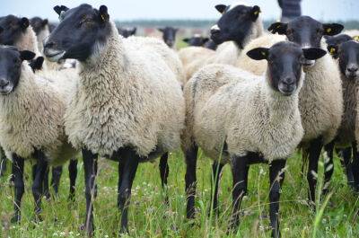 Предприятие содержало овец с нарушением ветеринарных правил