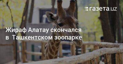Жираф Алатау скончался в Ташкентском зоопарке