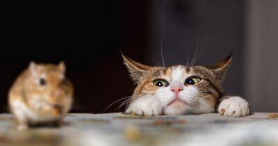 Ученые рассказали, почему кошки любят играться со своей "добычей" (фото)